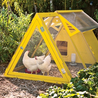 Аренда курятника c курами на весна - осень 2021..